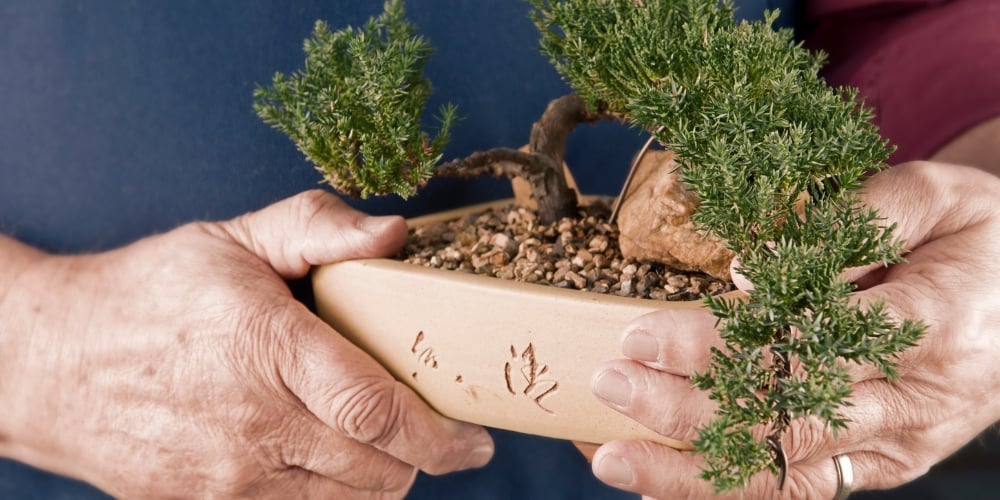 5 Environmentally-Friendly Alternatives in Lieu of Funeral Flowers
