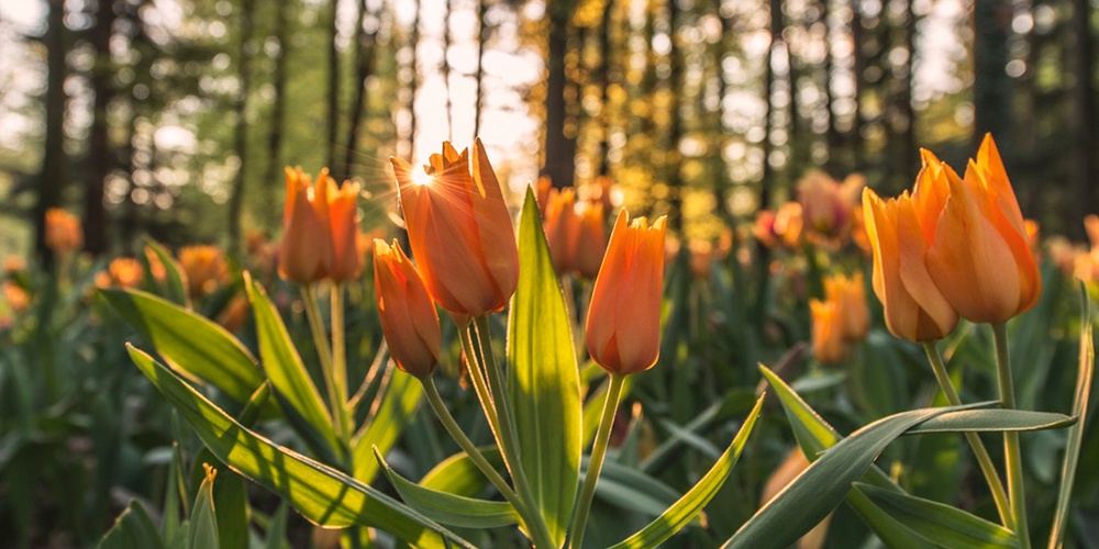 How to Help Families Who Are Grieving on Mother’s Day