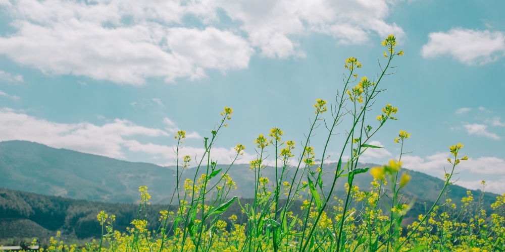 What Nature Teaches Us About Death and Grief