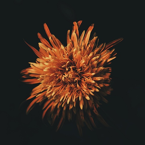 The Meaning Behind Funeral Flower Arrangements