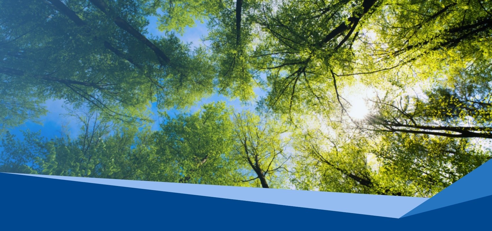 Eco-friendly burial options: A guide to green funerals.